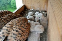 /album/fotogalerie/ham-ham-jpg/